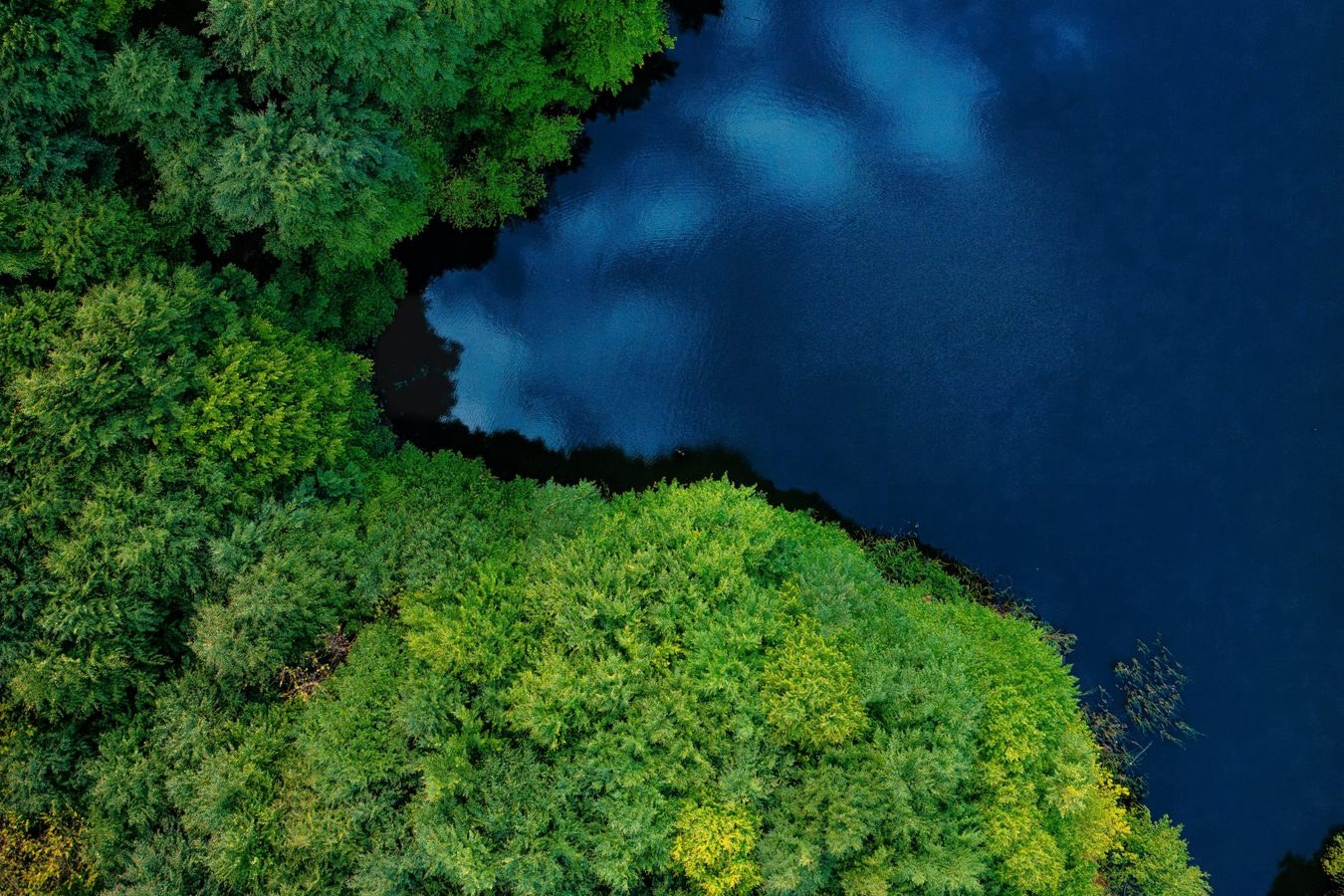 Aerial view of a forest meeting a deep blue lake — natural ecosystem in balance