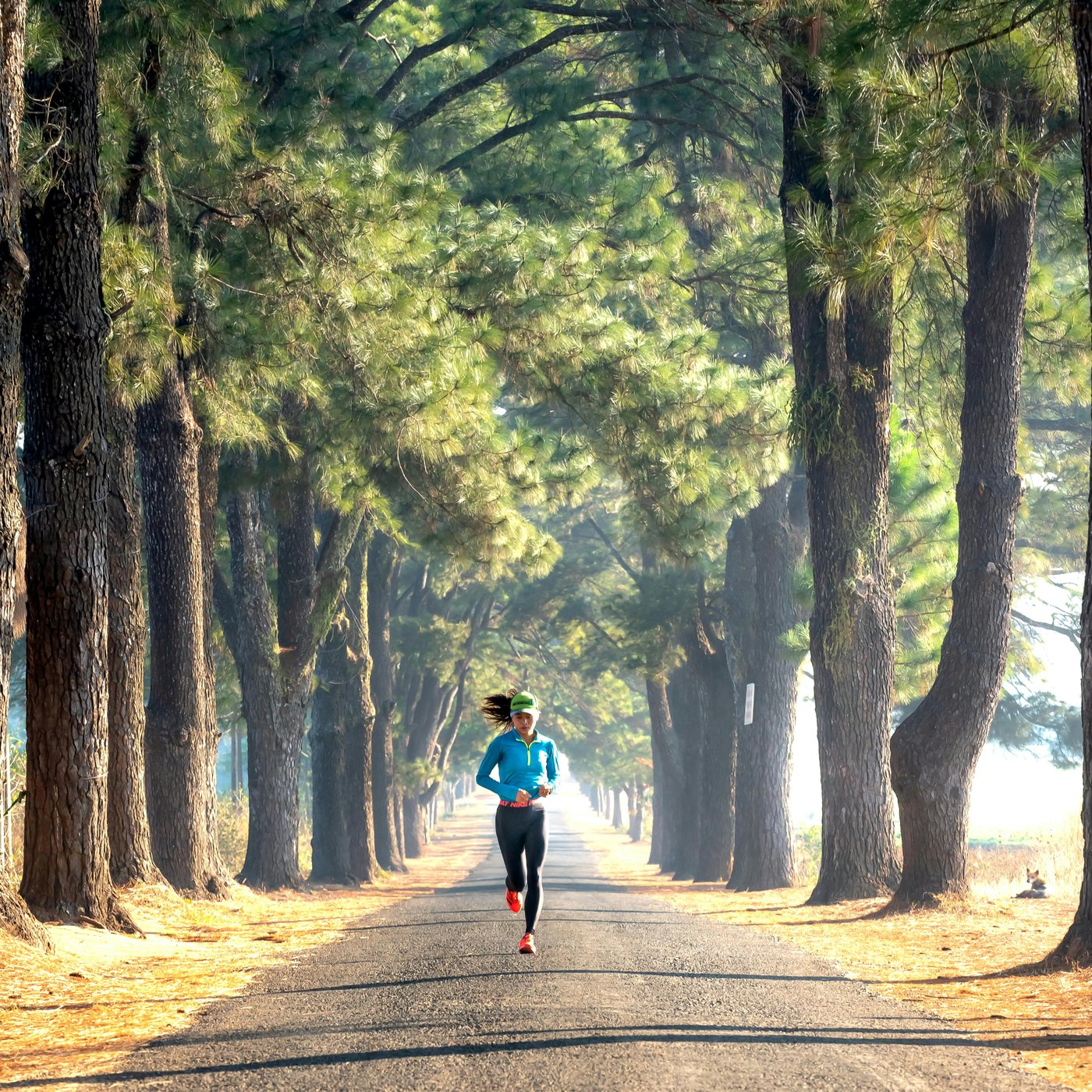 Runner on a tree-lined road in early morning light